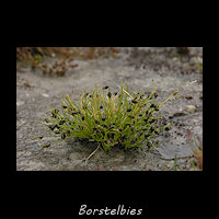 Borstelbies, Isolepis setacea