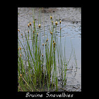 Bruine Snavelbies, Rhynchospora fusca