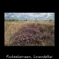 Lavendelhei in het Fochteloërveen