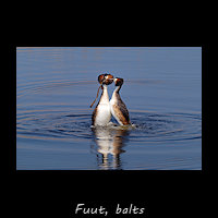 Balts van de Fuut - pinguïndans