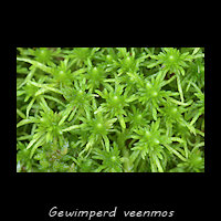 Gewimperd Veenmos, Sphagnum fimbriatum