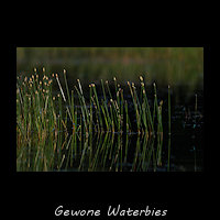 Gewone Waterbies, Eleocharis palustris