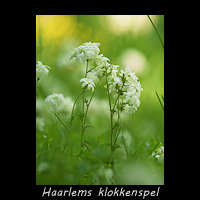 Haarlems klokkenspel, Ornithogalum nutans