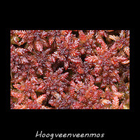 Hoogveenveenmos, Sphagnum magellanicum