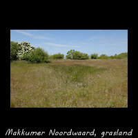 Grasland met boompjes op de Makkumer Noordwaard