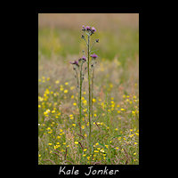 Kale Jonker, Cirsium palustre