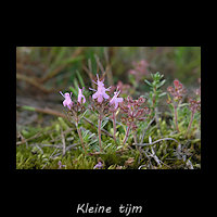 Kleine tijm, Thymus serpyllum
