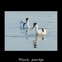 Kluut - Recurvirostra avosetta, paartje