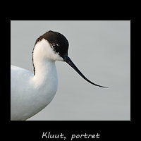 Kluut - Recurvirostra avosetta