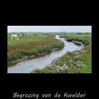 Beheer door begrazing van de kwelder