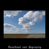 Resultaat van begrazing van de kwelder