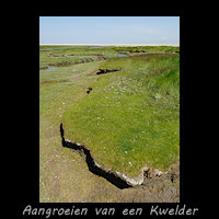 Aangroeien van de kwelder