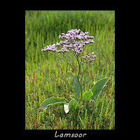 Lamsoor, Limonium vulgare