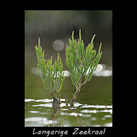 Langarige Zeekraal, Salicornia procumbens 