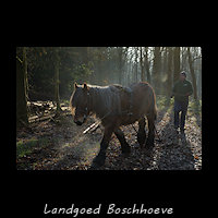 Houtslepen met Paard op de Boschhoeve