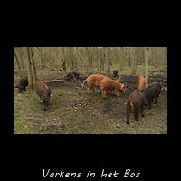 Varkens van de Boschhoeve in een bos bij Tronde