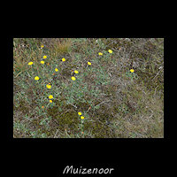 Muizenoor, Pilosella officinarum