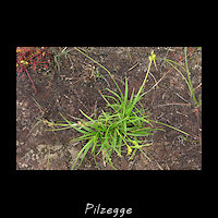 Pilzegge, Carex pilulifera