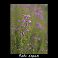 Rode dophei, Erica cinerea