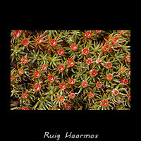 Ruig Haarmos, Polytrichum piliferum