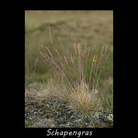 Schapengras, Festuca filiformis