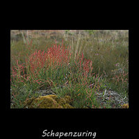 Schapenzuring, Rumex acetosella