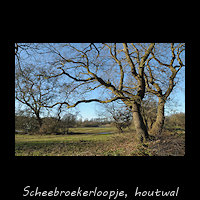 Scheebroekerloopje - Eik op houtwal