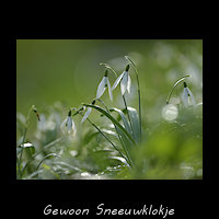 Gewoon Sneeuwklokje, Galanthus nivalis