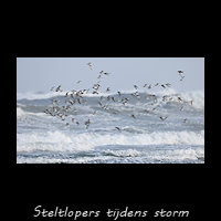 Steltlopers vliegen in een storm