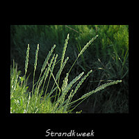 Strandkweek, Elymus athericus