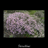 Struikhei, Calluna vulgaris