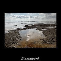 Mosselbank in de Waddenzee