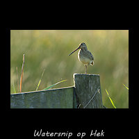 Watersnip als weidevogel op een hek