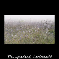 Blauwgrasland in het Wijnjeterperschar 4 september