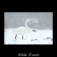 Wilde Zwaan, Cygnus cygnus