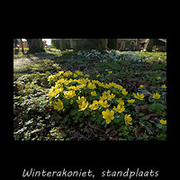 Eranthis hyemalis, Winterakoniet in de tuin van Martenastate