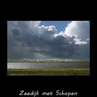Zeedijk met schapen bij Wierum