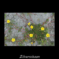 Zilverschoon, Potentilla anserina