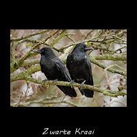Zwarte Kraai, Corvus corone