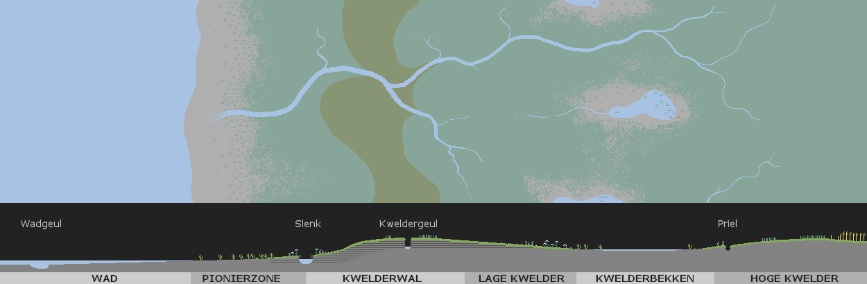 Oudere kwelder met kwelderwal